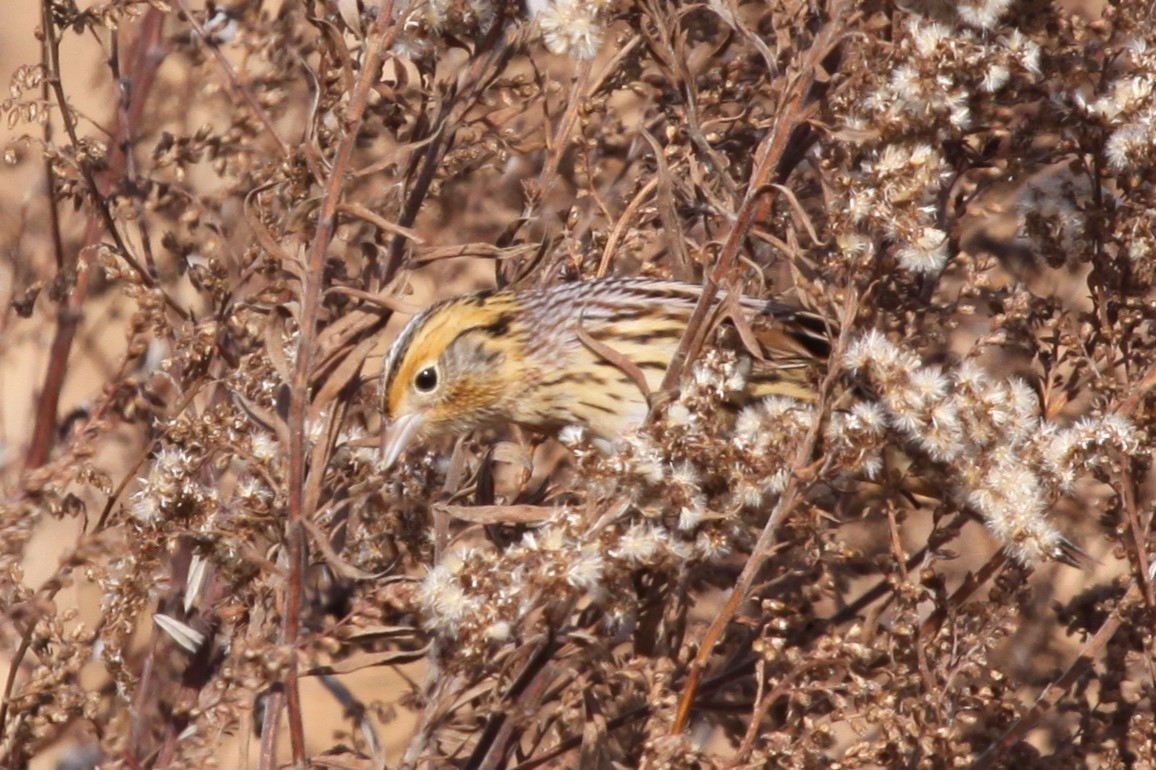 gråørespurv - ML644663701