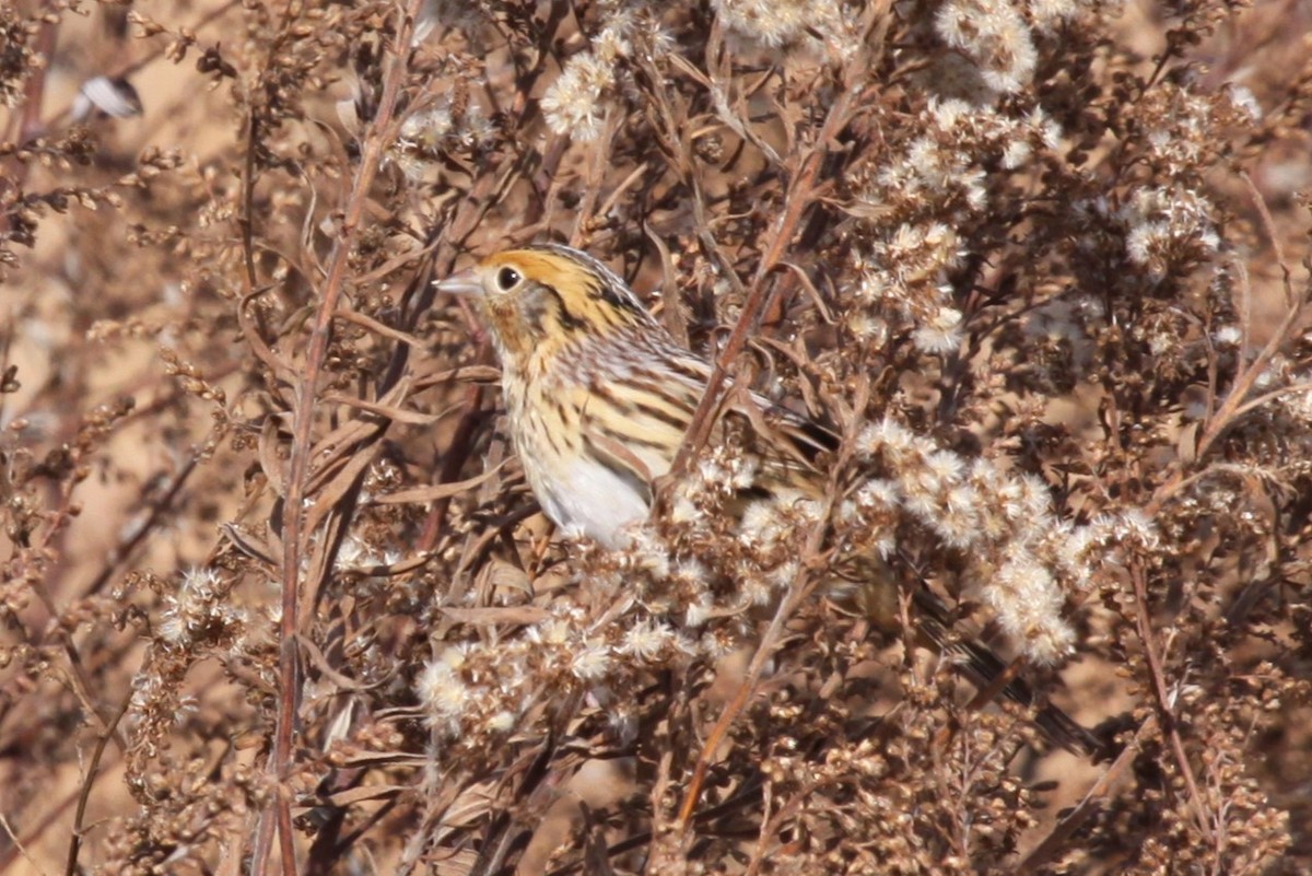 gråørespurv - ML644663702