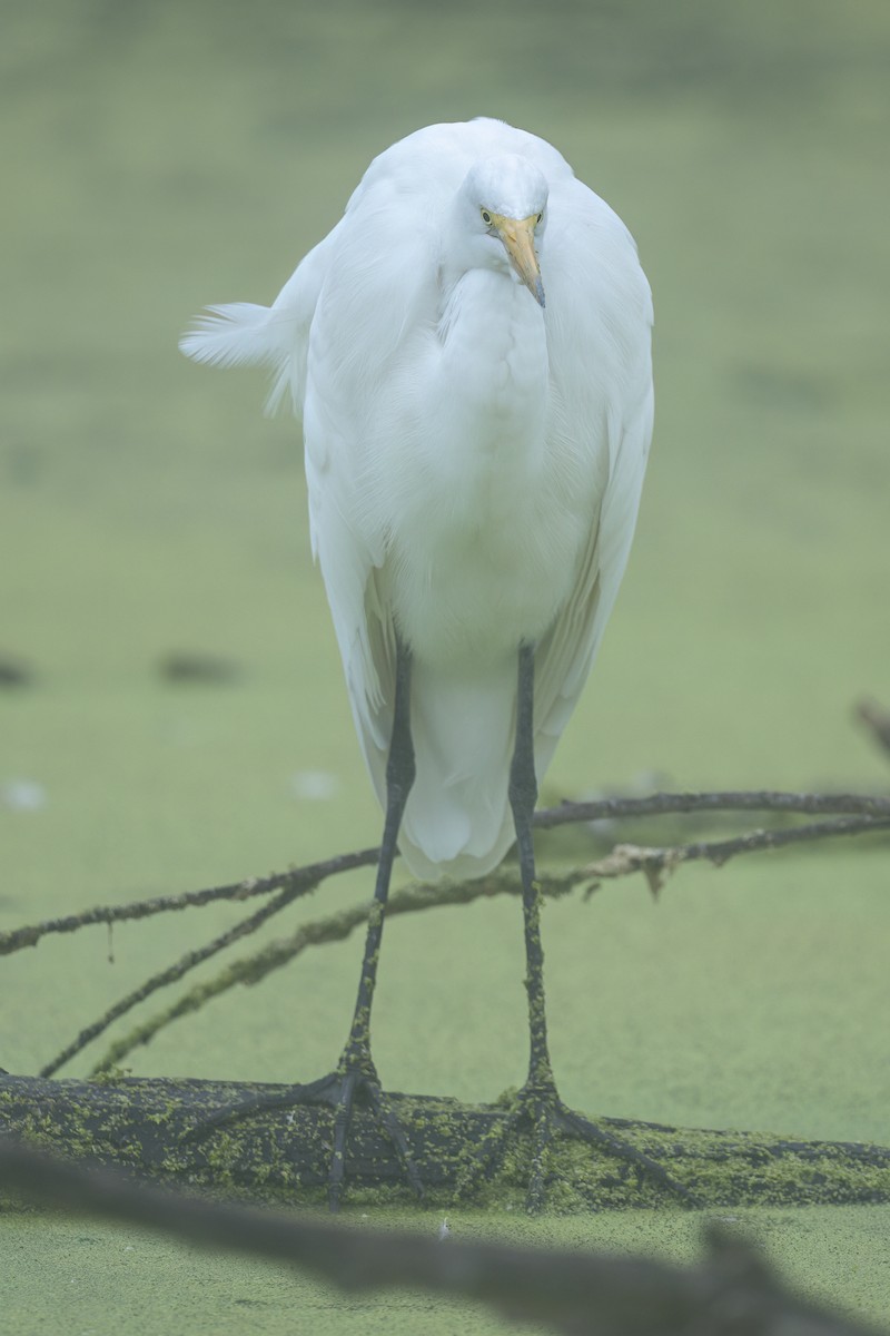 egretthegre - ML644663704