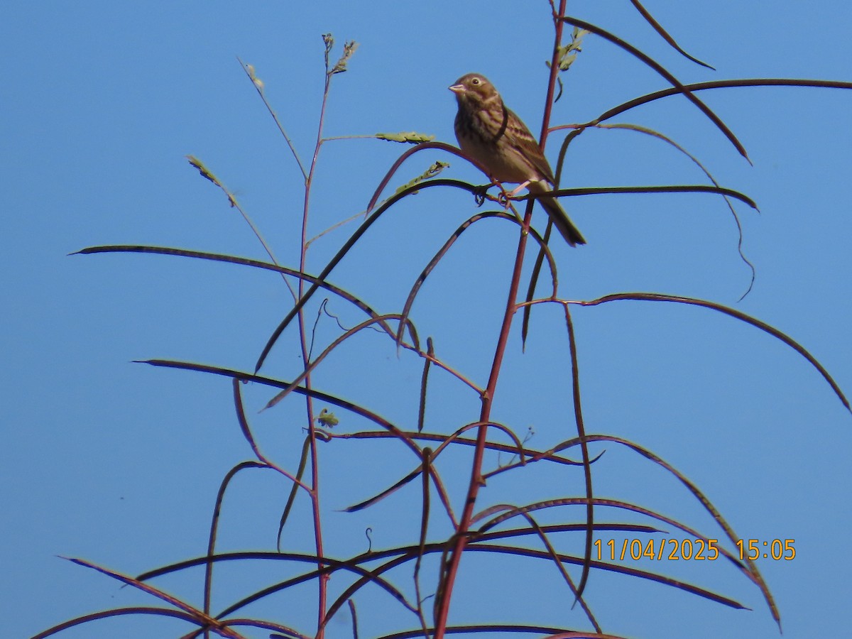 vesperspurv - ML644663705