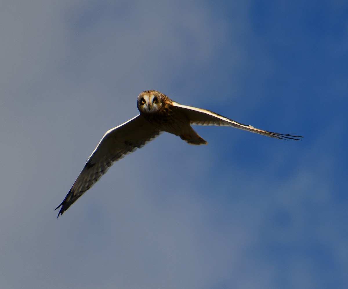 jordugle - ML644663706