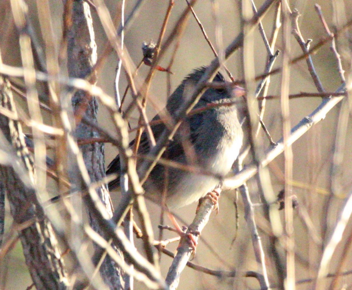 markspurv - ML644663707