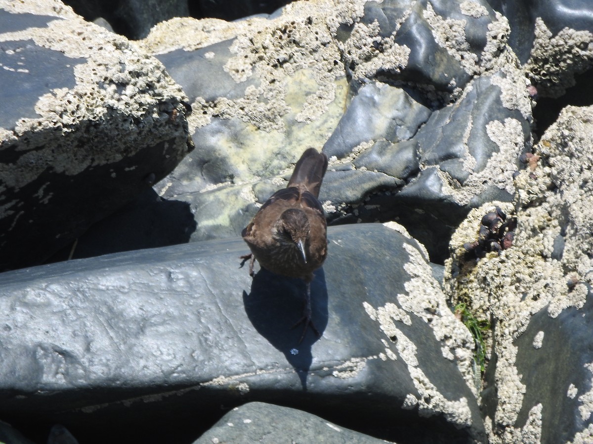 brottbergkall - ML644663708