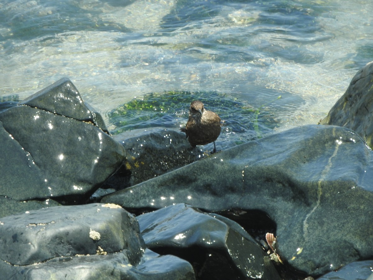 brottbergkall - ML644663709