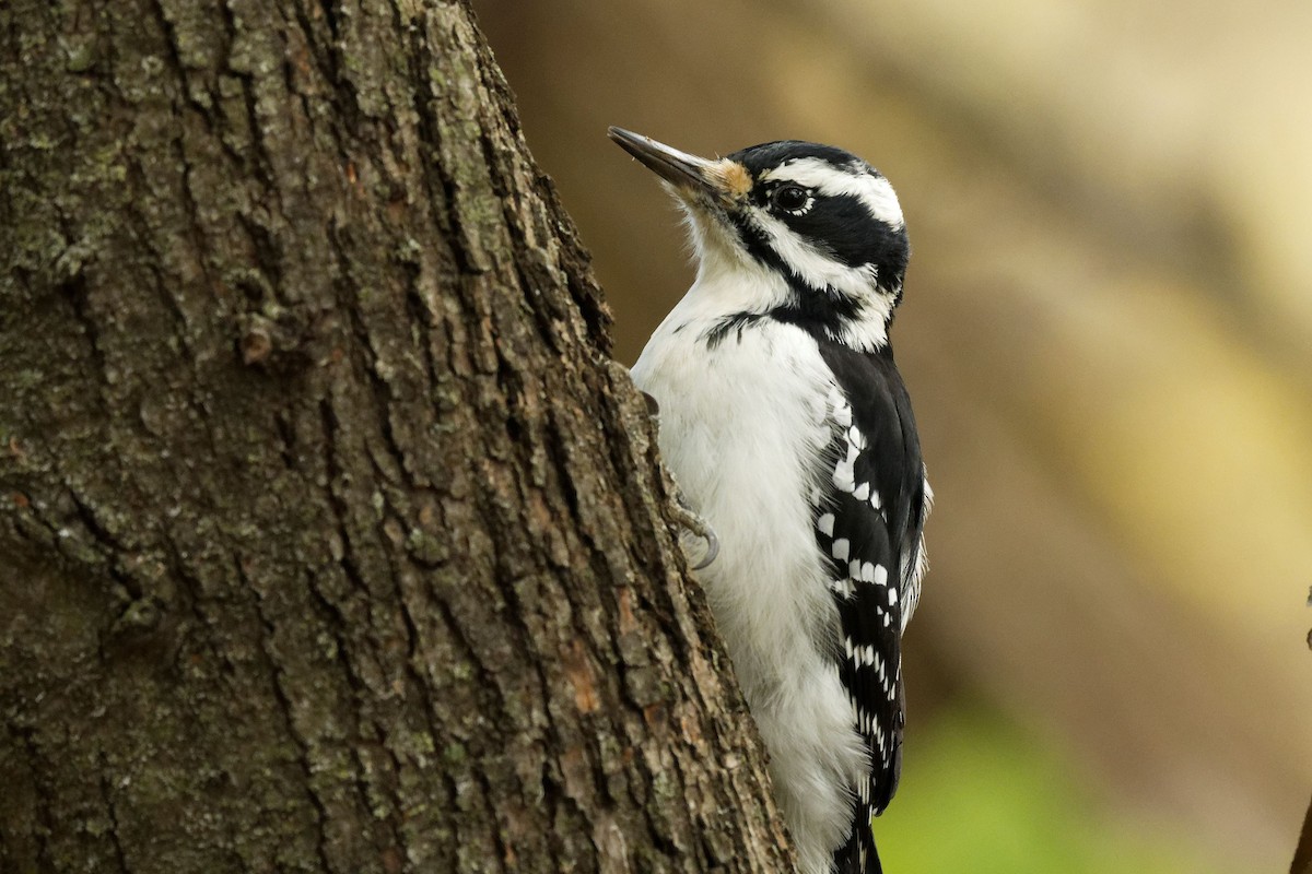 hårspett - ML644663710