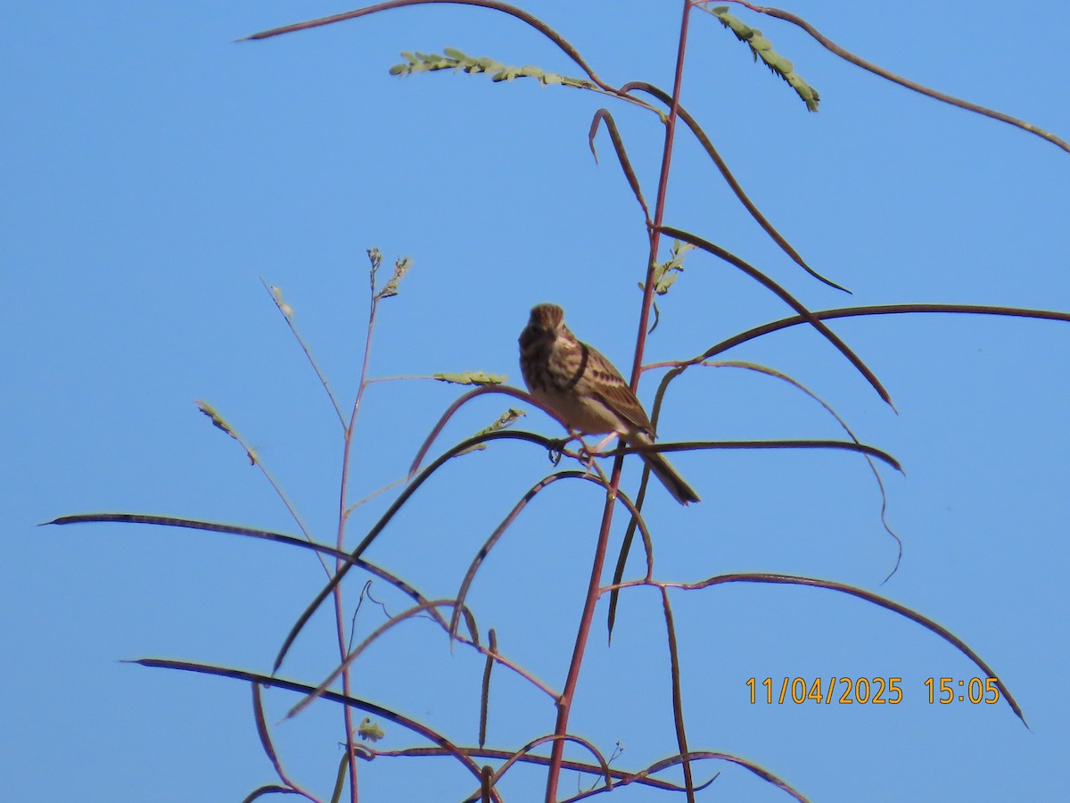 vesperspurv - ML644663711