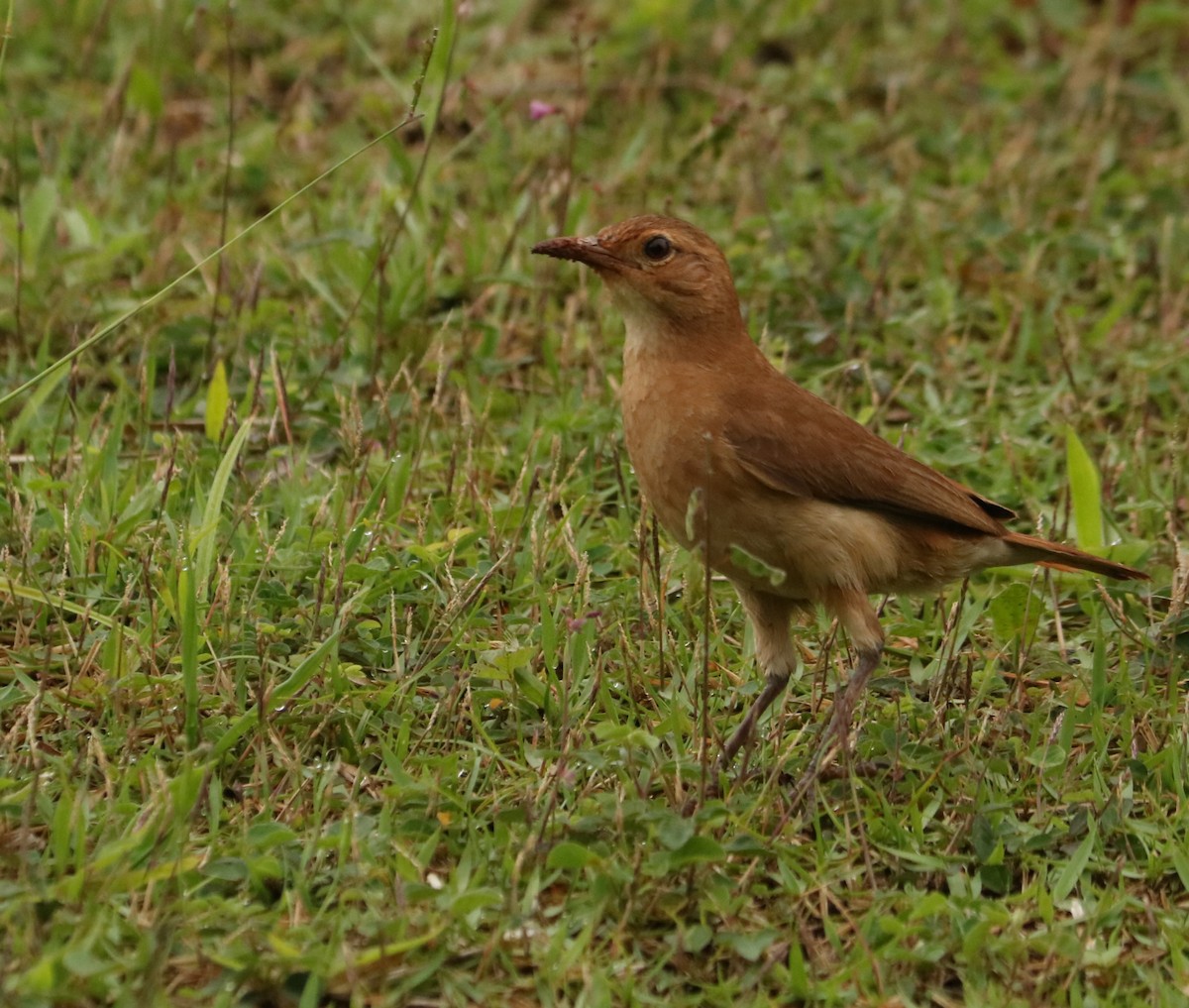 haciendaovnfugl - ML644663712