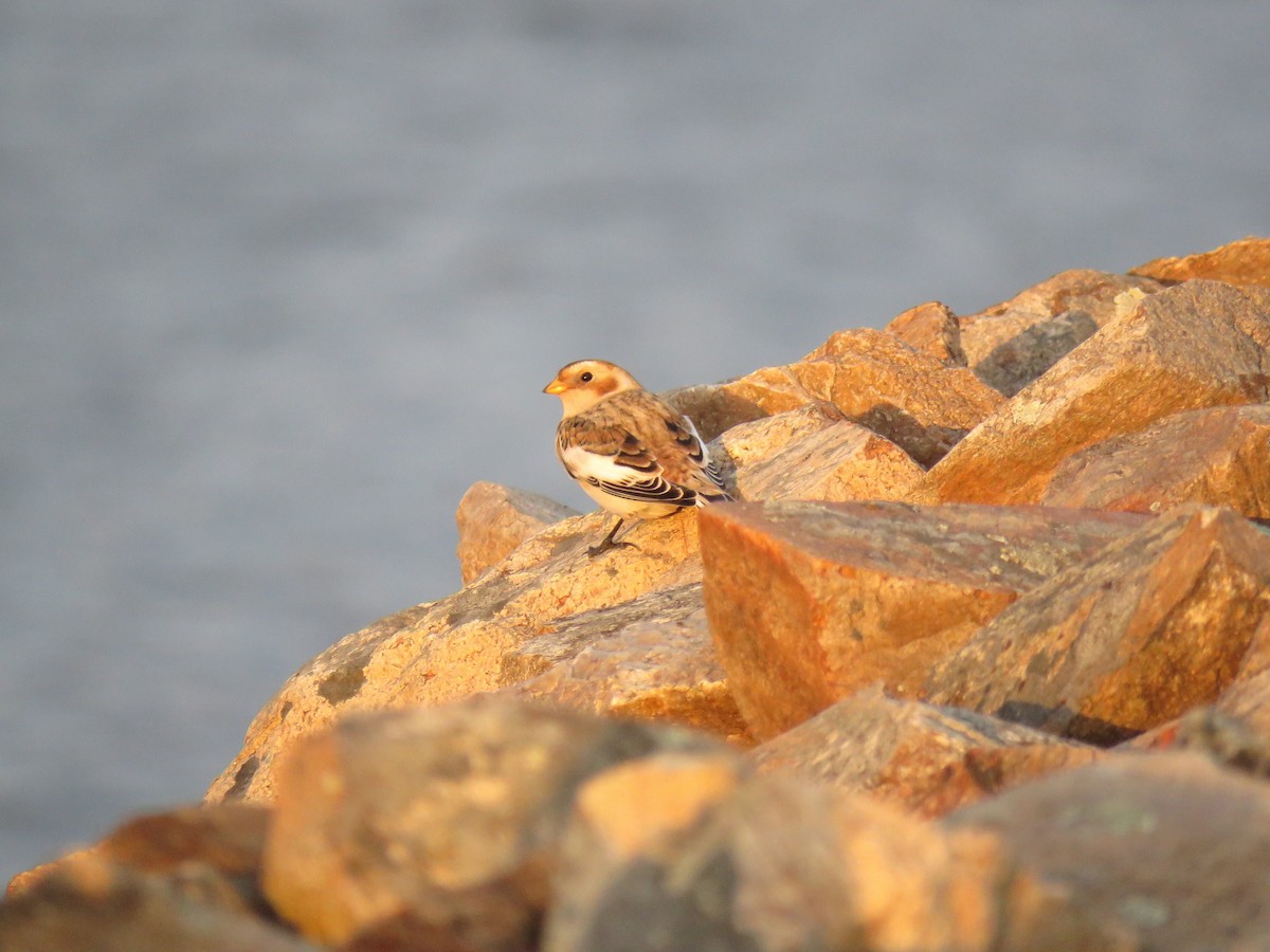 snøspurv - ML644663713