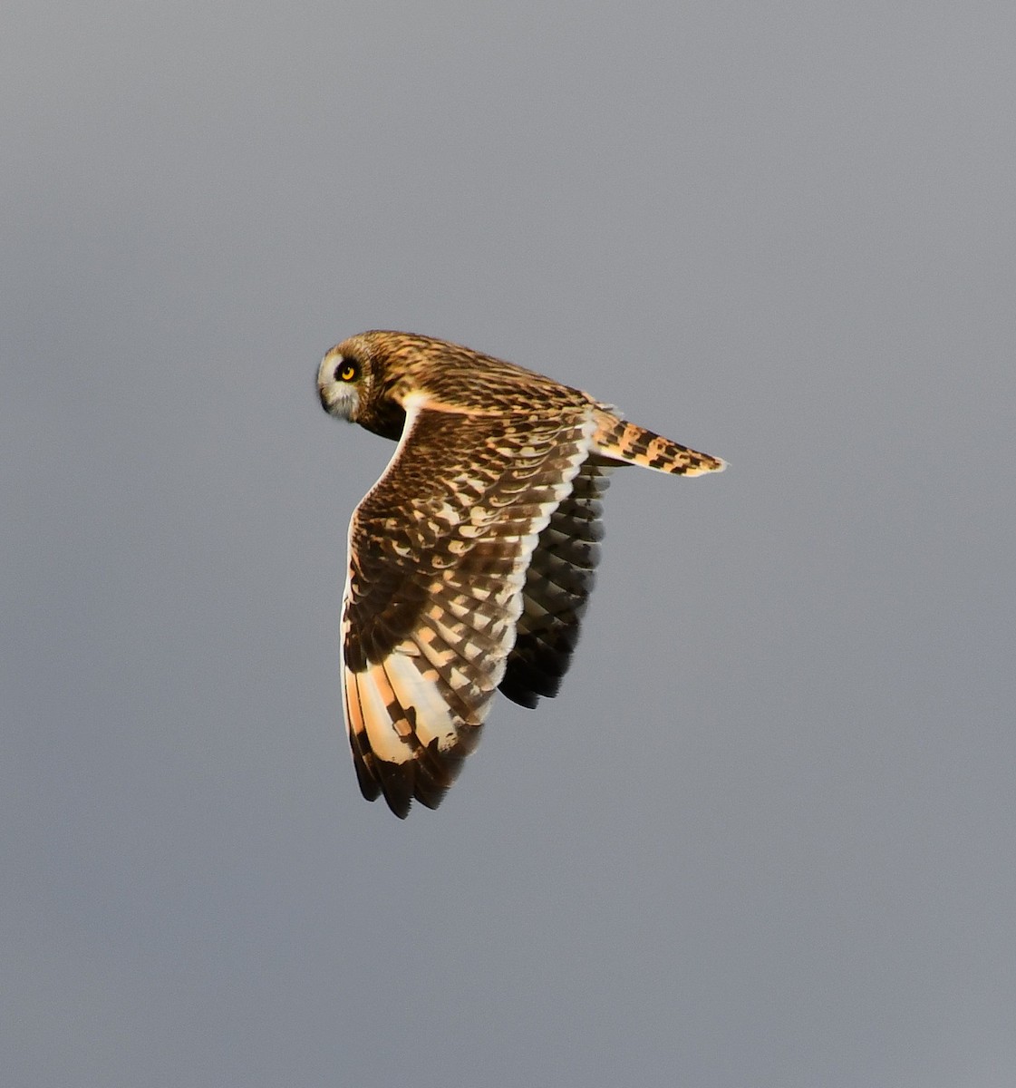 jordugle - ML644663714