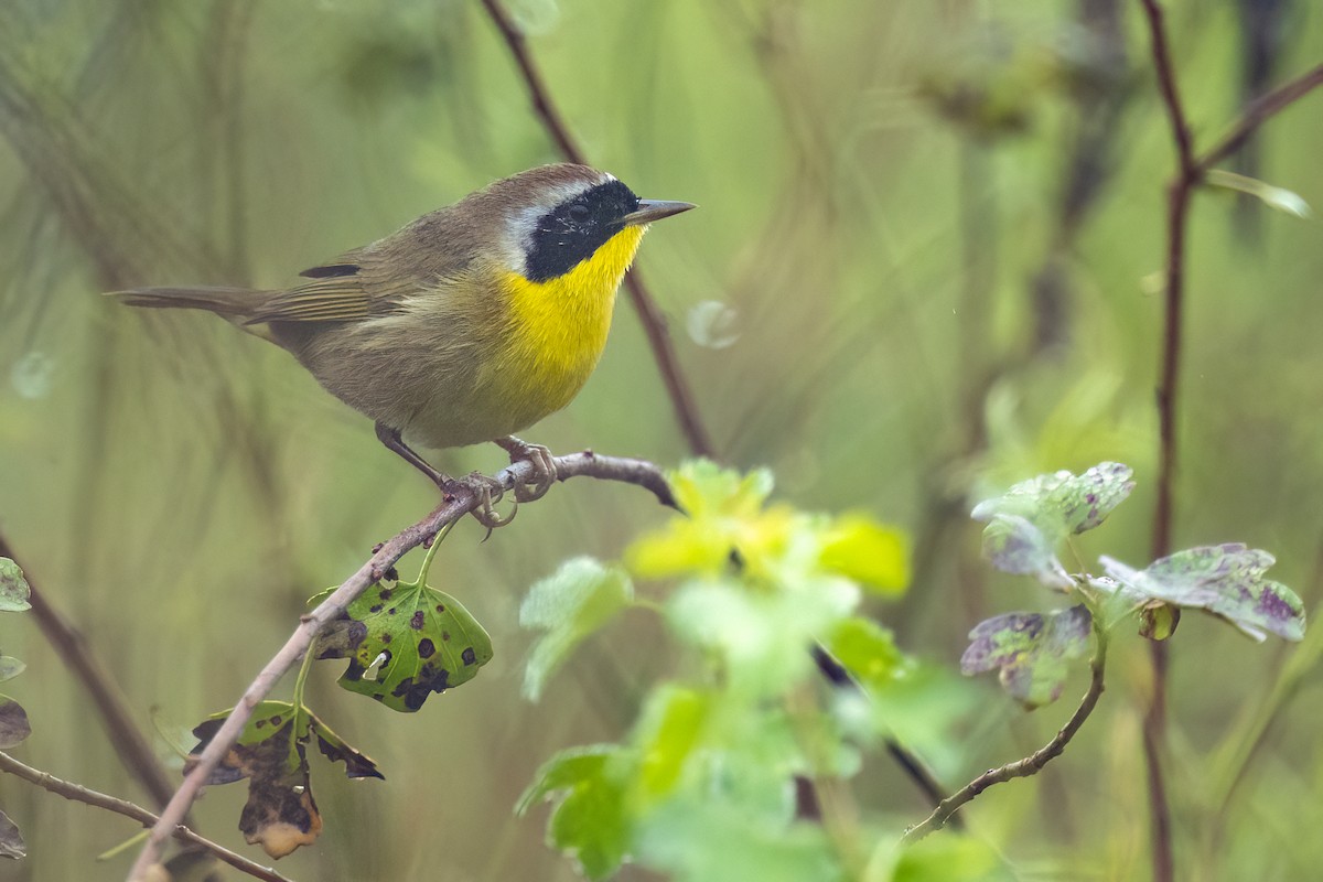 nordgulstrupe - ML644663715