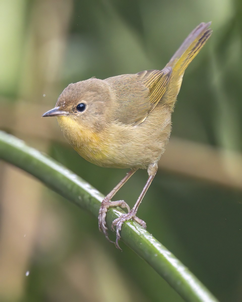 nordgulstrupe - ML644663716