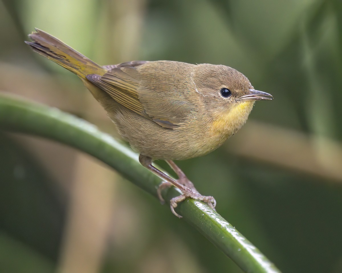 nordgulstrupe - ML644663718