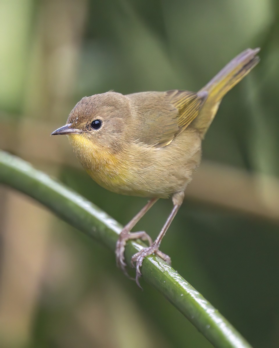 nordgulstrupe - ML644663719