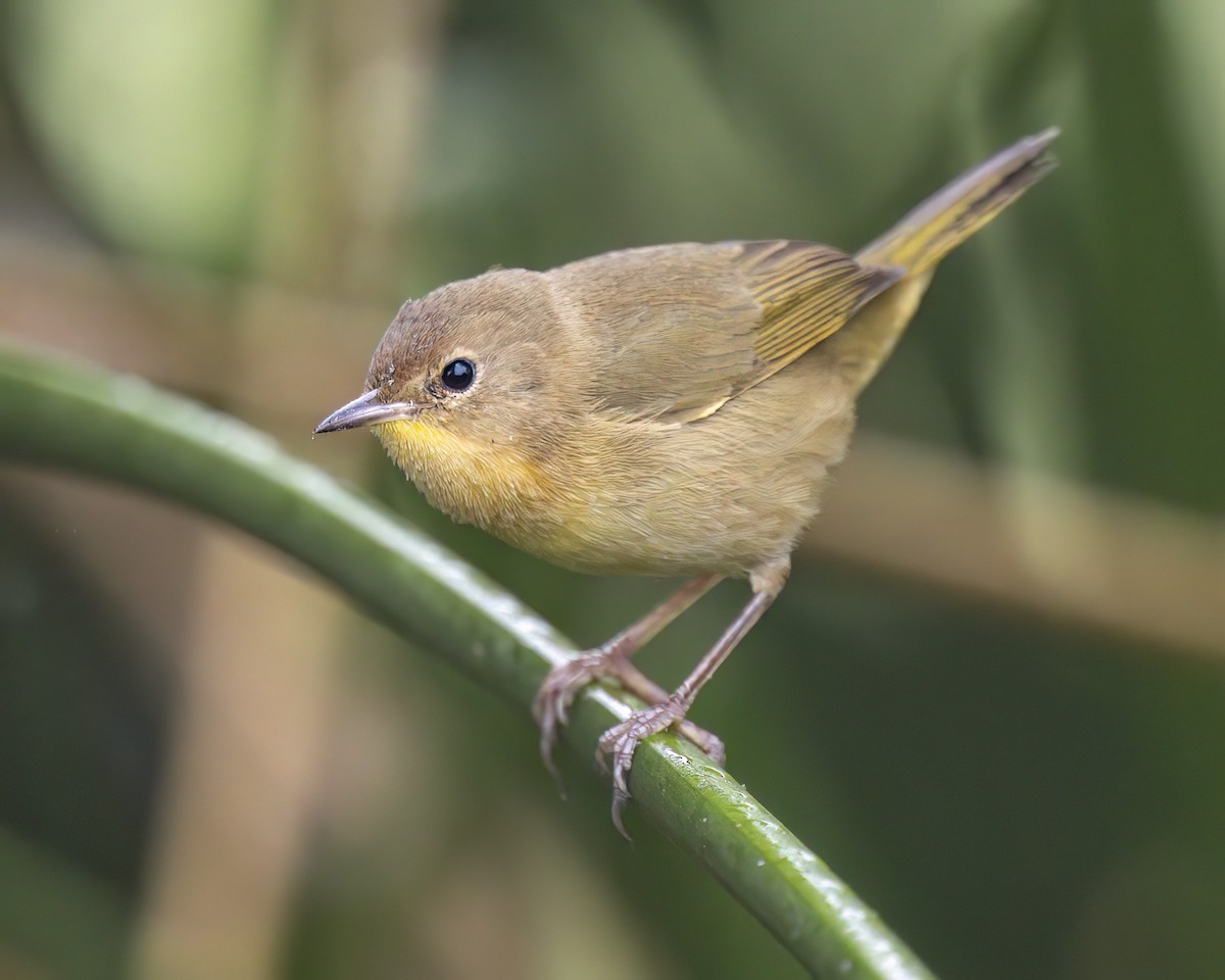 nordgulstrupe - ML644663720