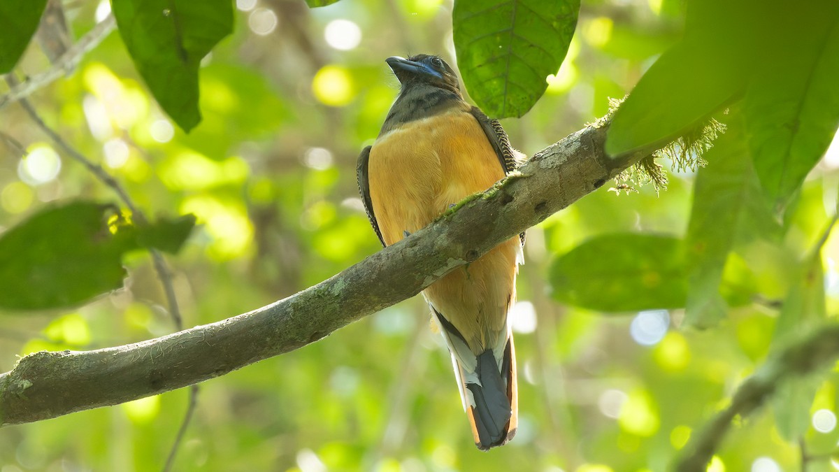 rødgumptrogon - ML644663721