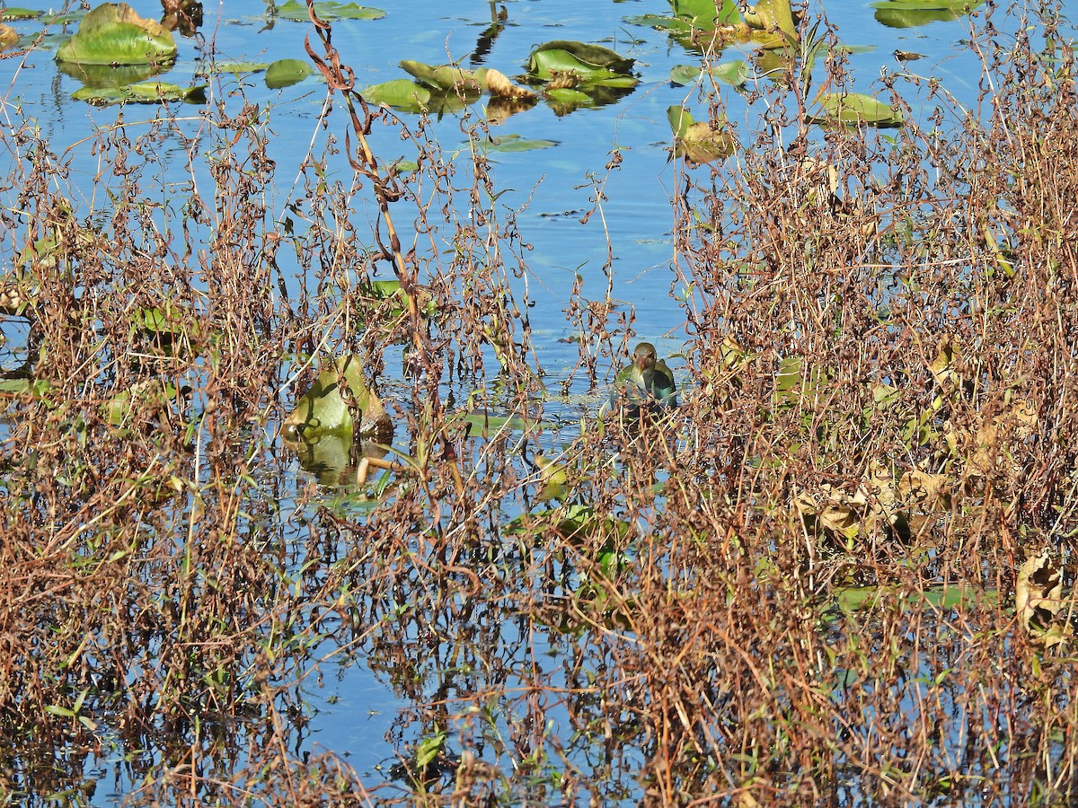 amerikapurpurhøne - ML644663722