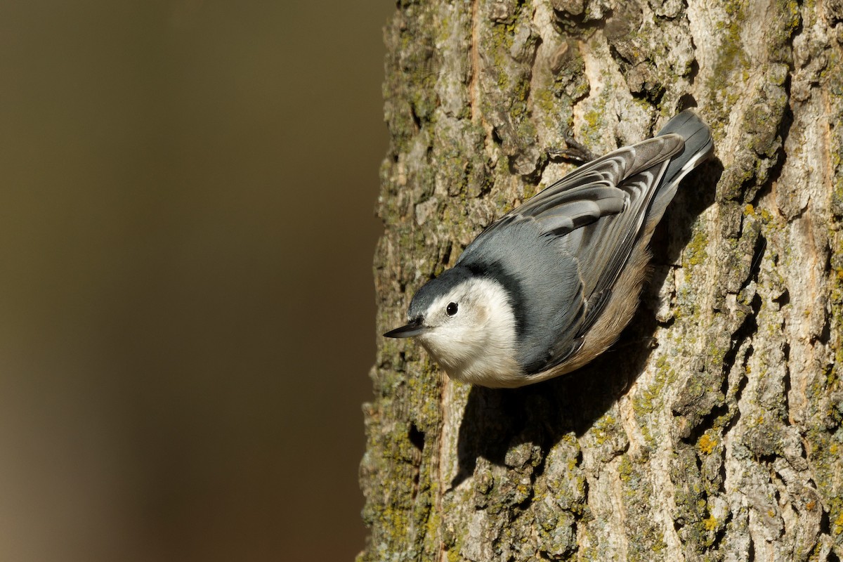 hvitbrystspettmeis - ML644663723