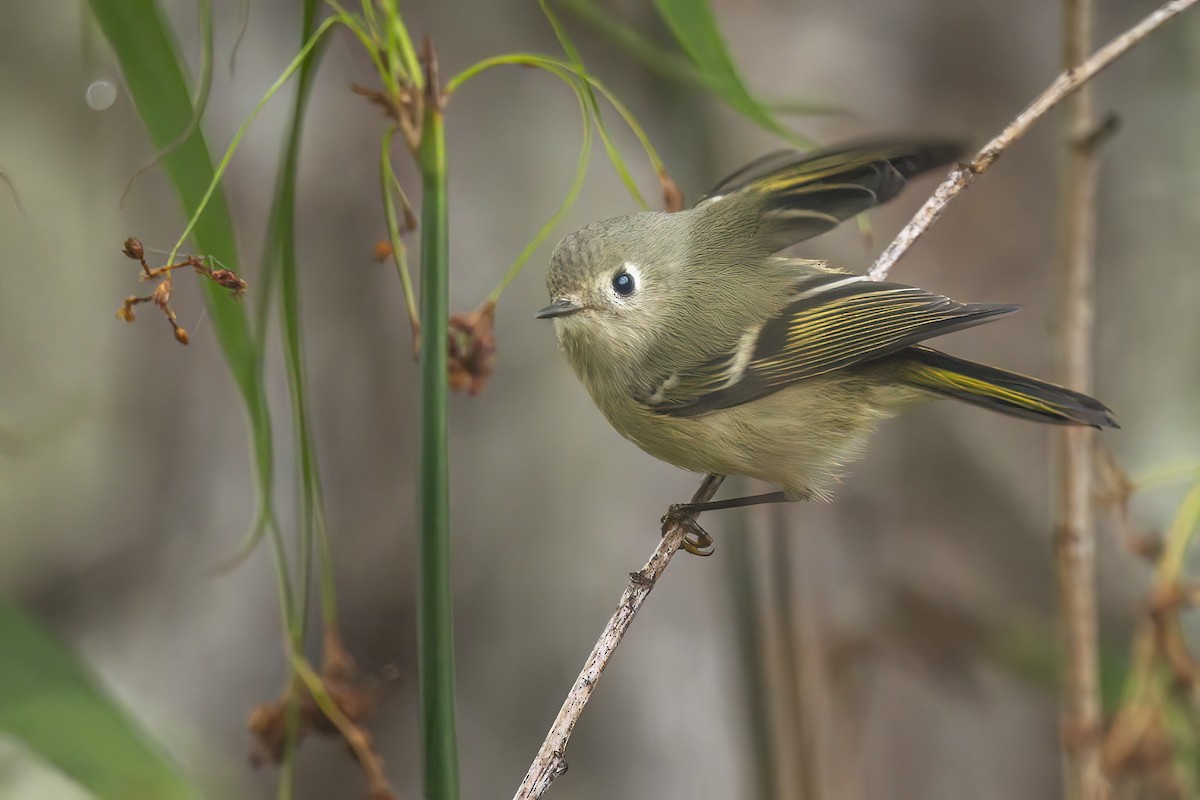 rubinfuglekonge - ML644663726