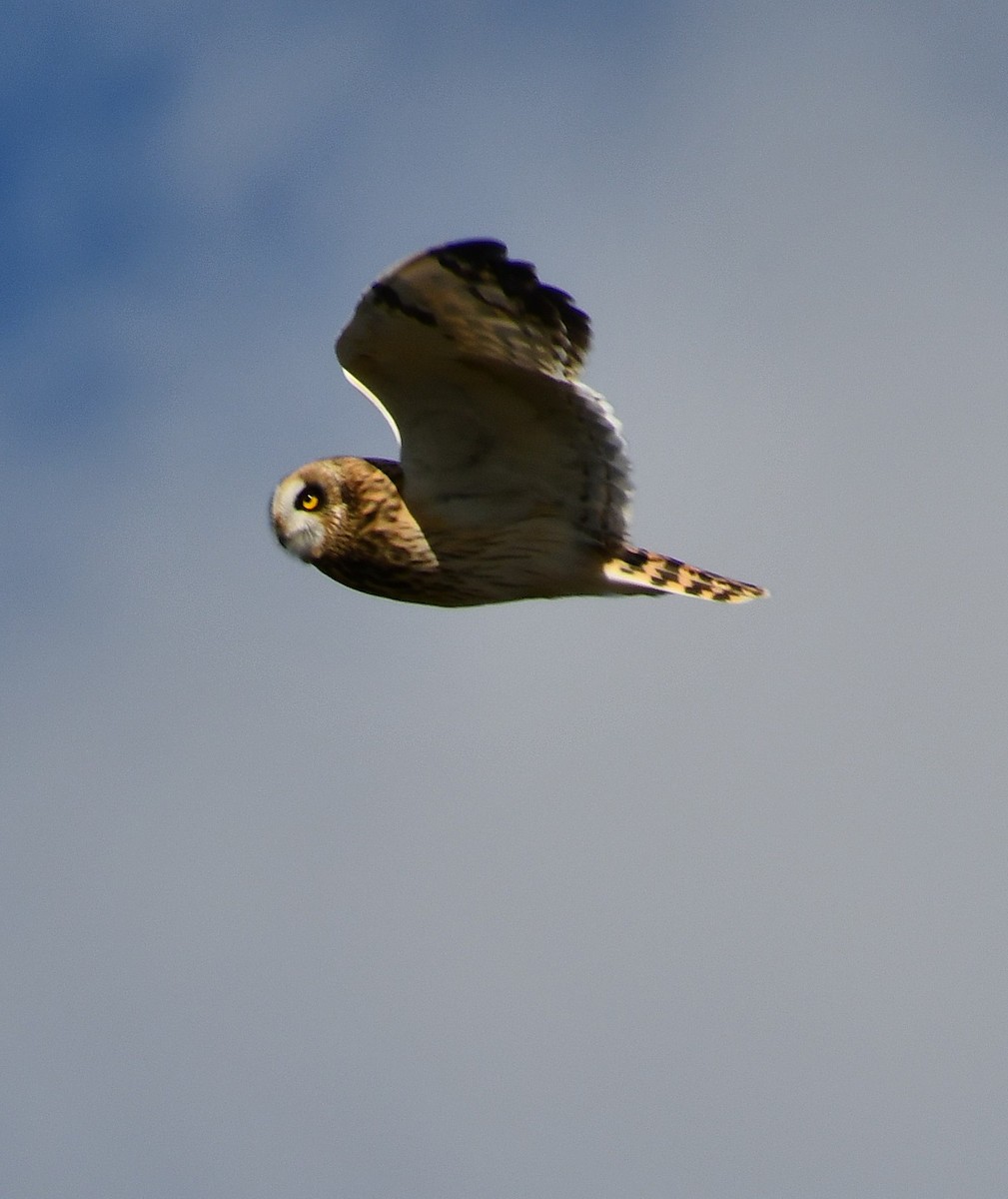 jordugle - ML644663727