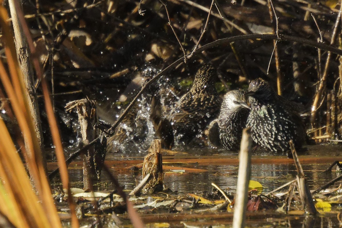 Étourneau sansonnet - ML644663734