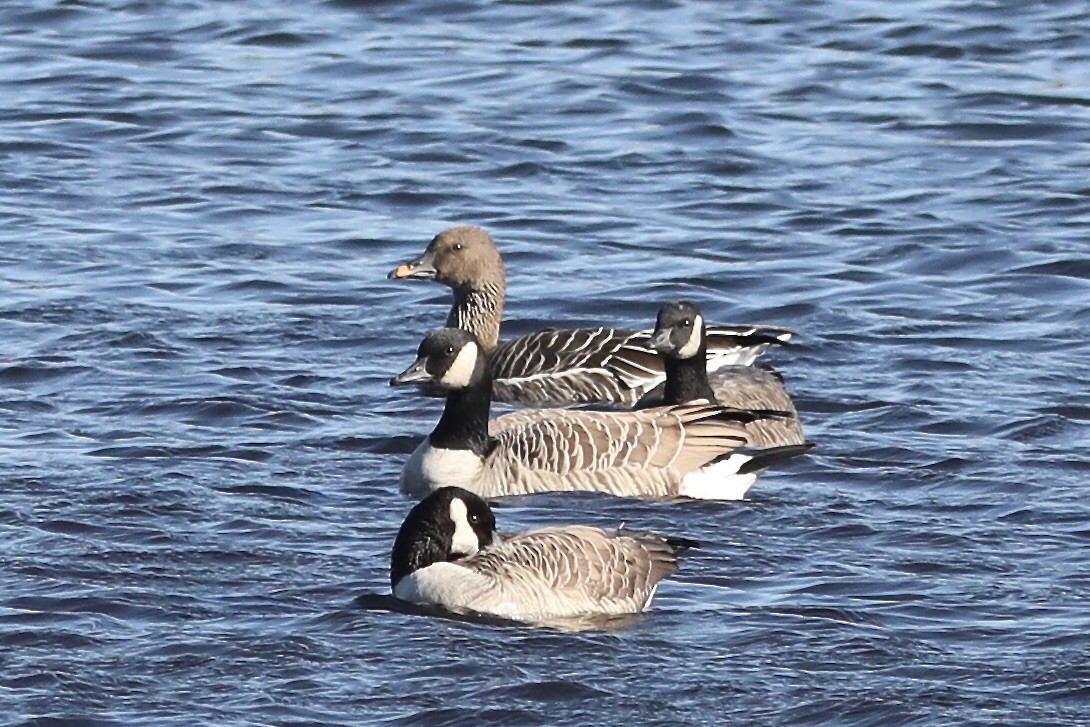 Tundra Bean-Goose - ML644663747