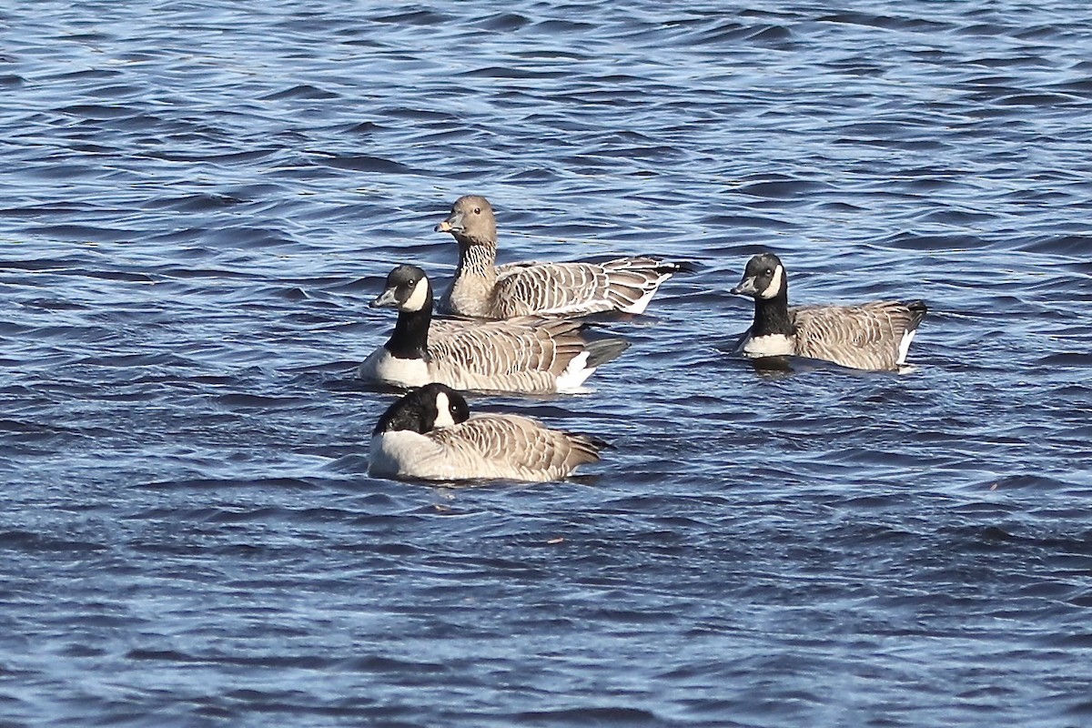 Tundra Bean-Goose - ML644663749