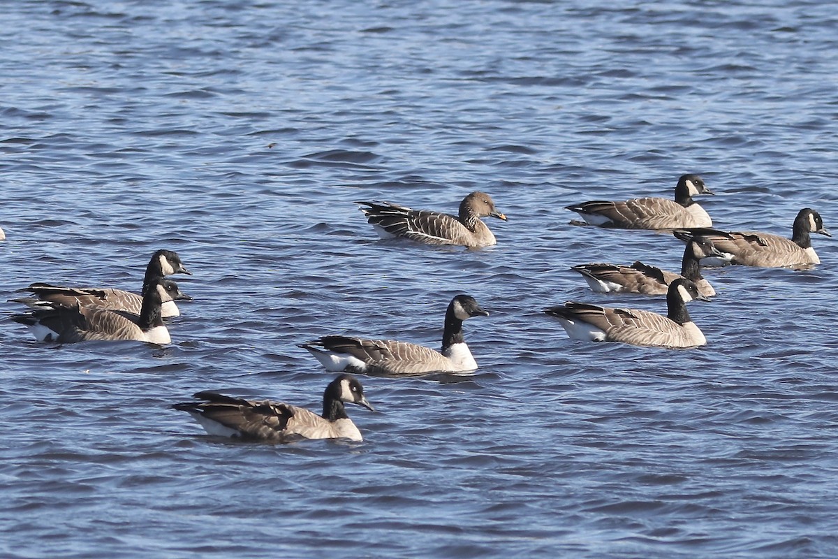 Tundra Bean-Goose - ML644663752