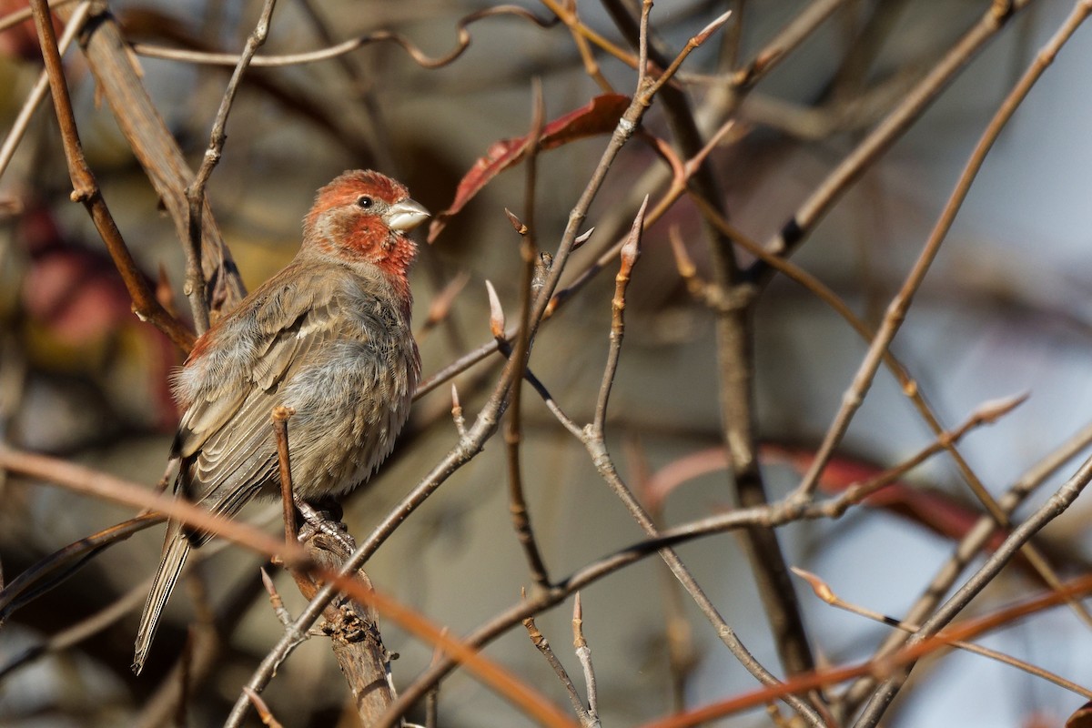 Roselin familier - ML644663753