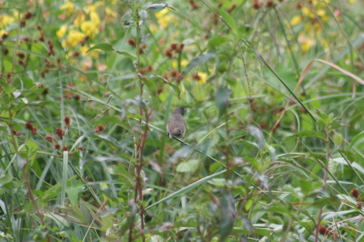 Cici verdinère - ML644663757