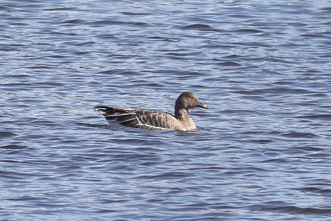 Tundra Bean-Goose - ML644663759