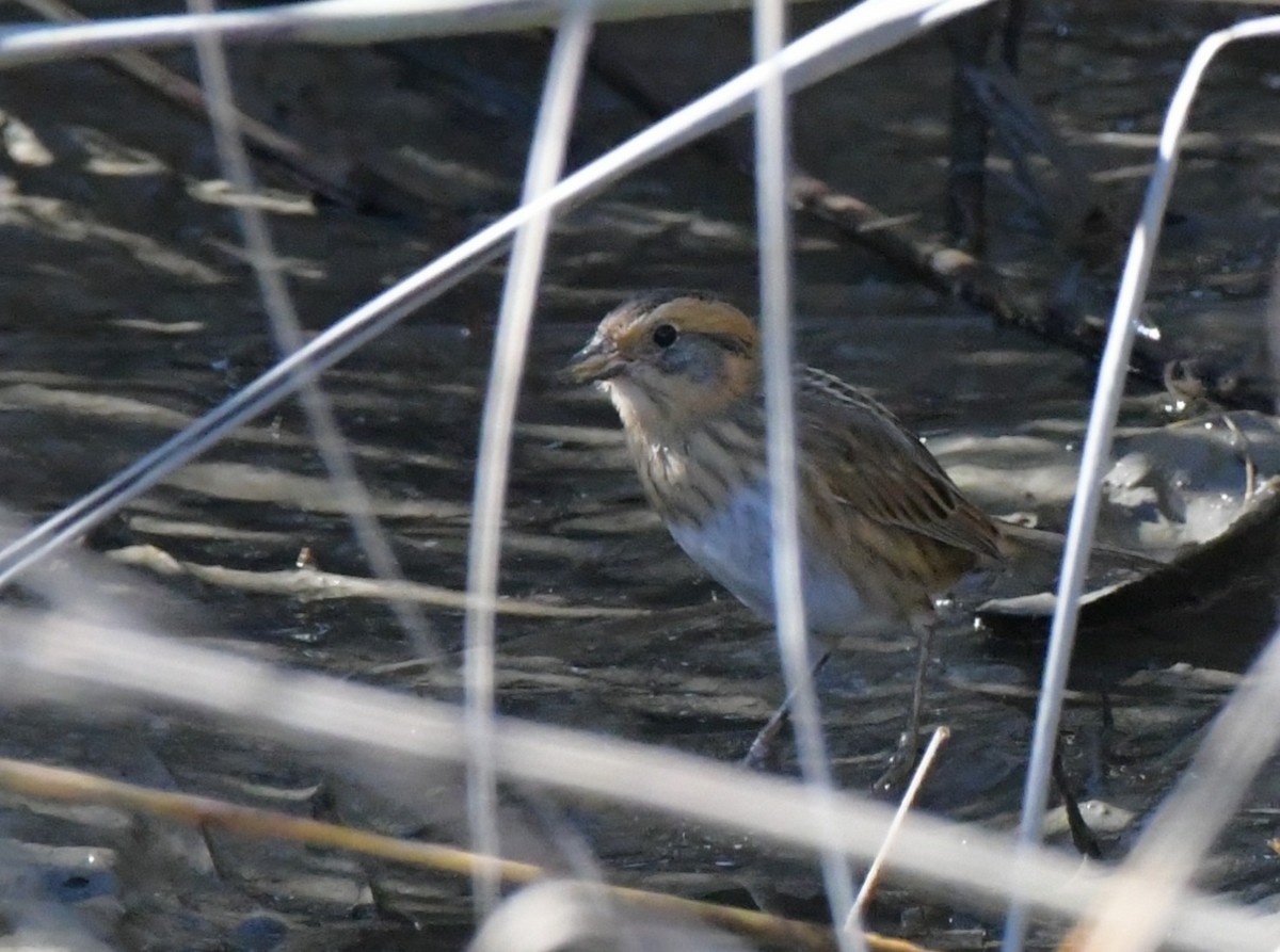 Chingolo de Nelson - ML644663771