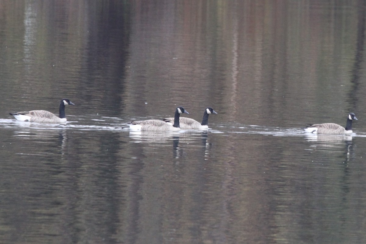 Bernache du Canada - ML644663785