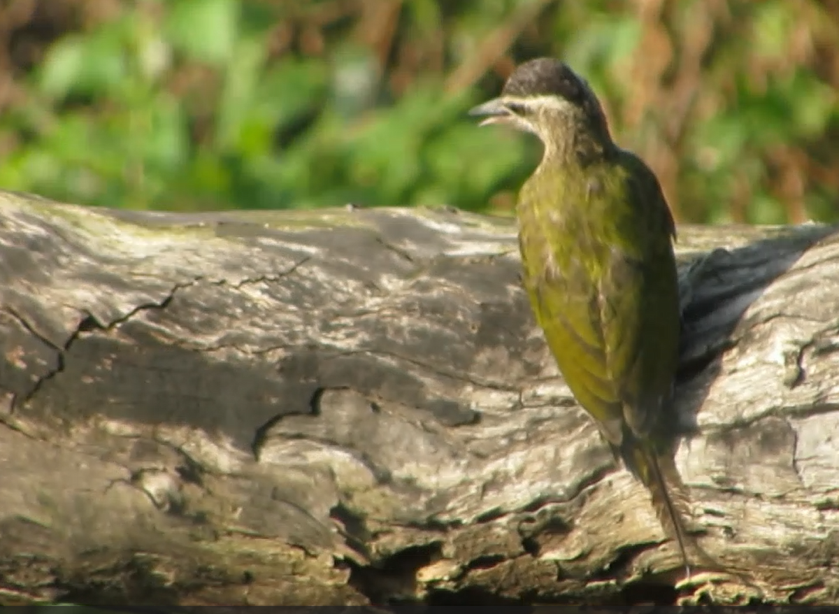 Streak-throated Woodpecker - ML644663787