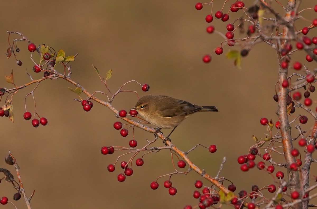Mosquitero Común - ML644663792
