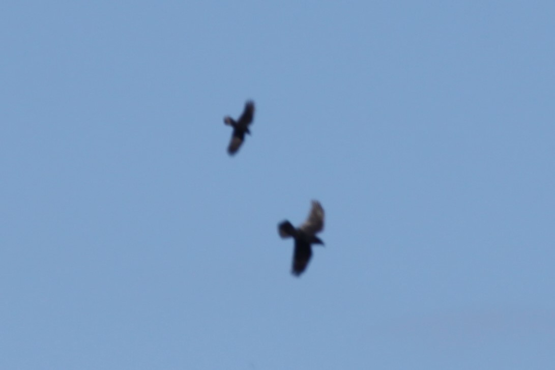 Common Raven - ML644663798