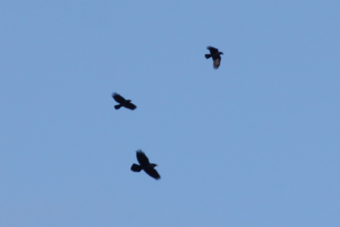 Common Raven - ML644663799