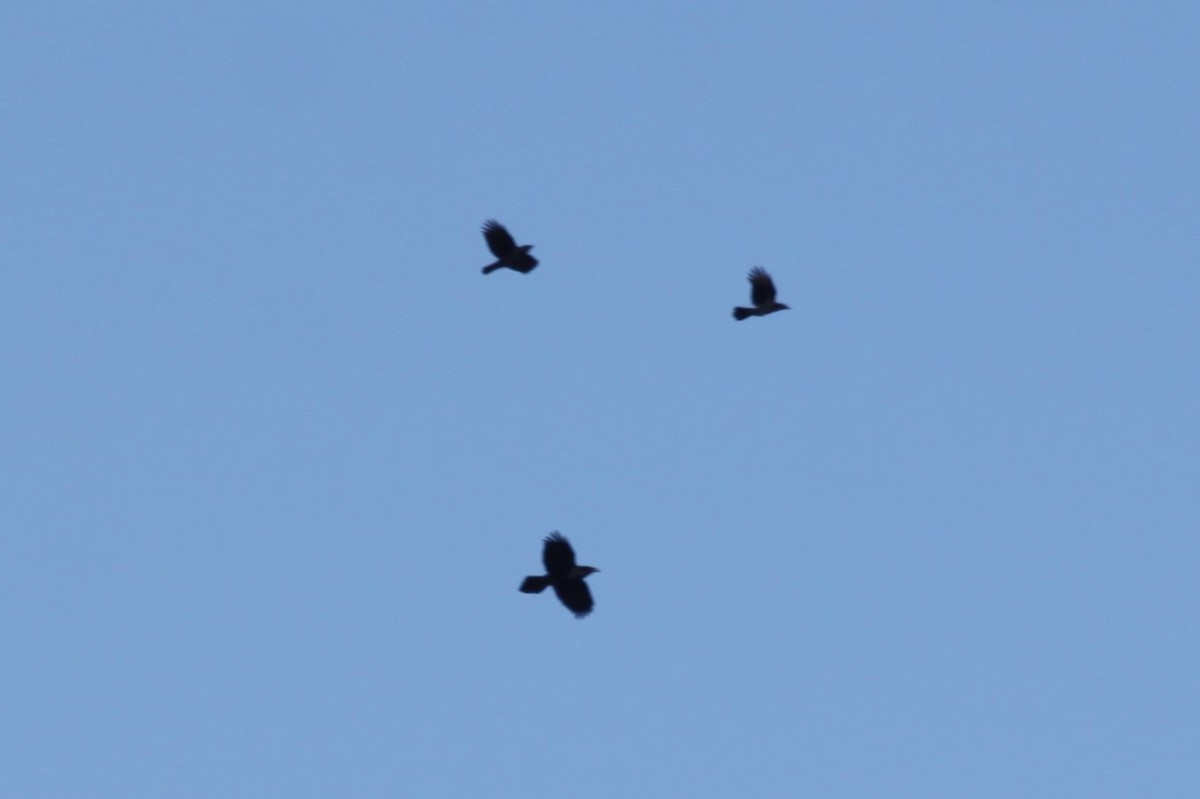 Common Raven - ML644663800