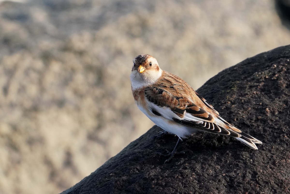 Snow Bunting - ML644663813