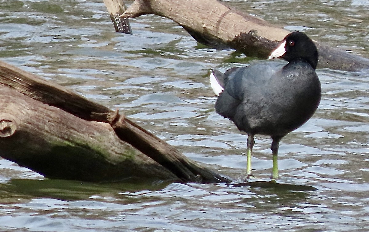 American Coot - ML644663819