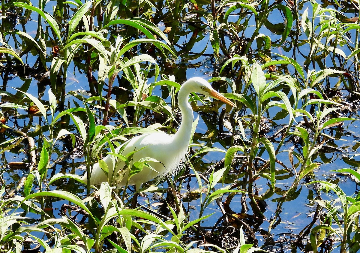 Plumed Egret - ML644663824