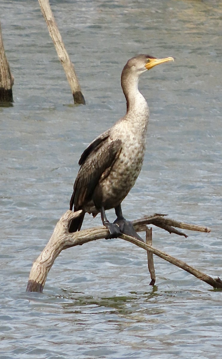 Cormoran à aigrettes - ML644663826