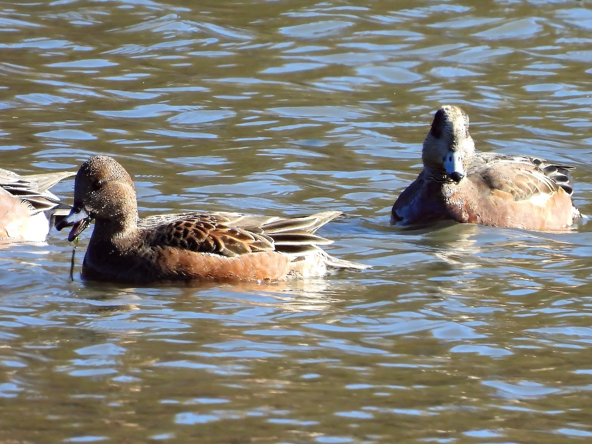 Свищ американський - ML644663827