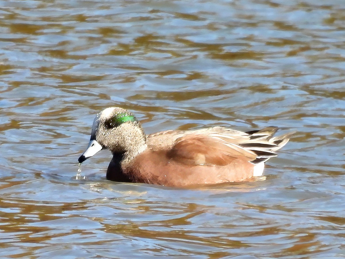 Свищ американський - ML644663833