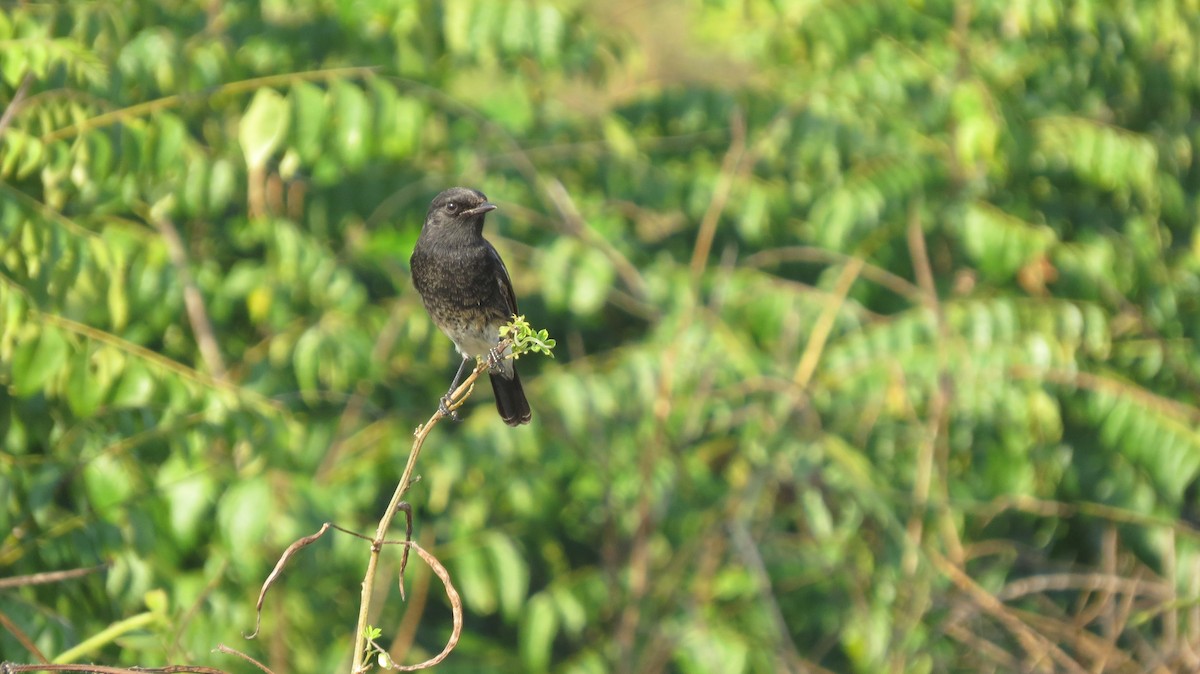 Saltimpalo bianco e nero - ML644663836