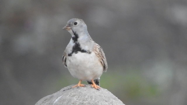 Agachona Chica - ML644663843