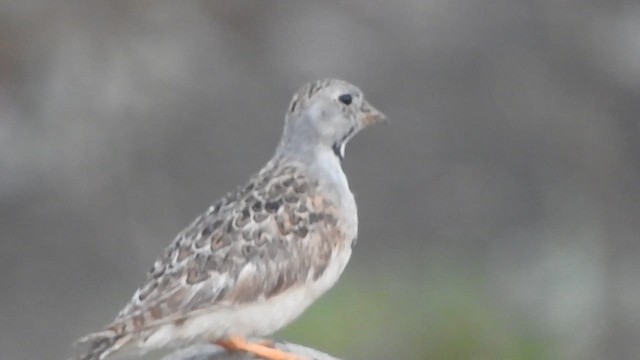 Agachona Chica - ML644663846