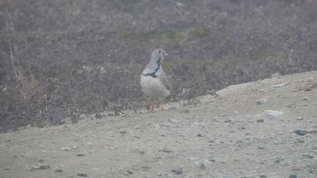 Agachona Chica - ML644663847