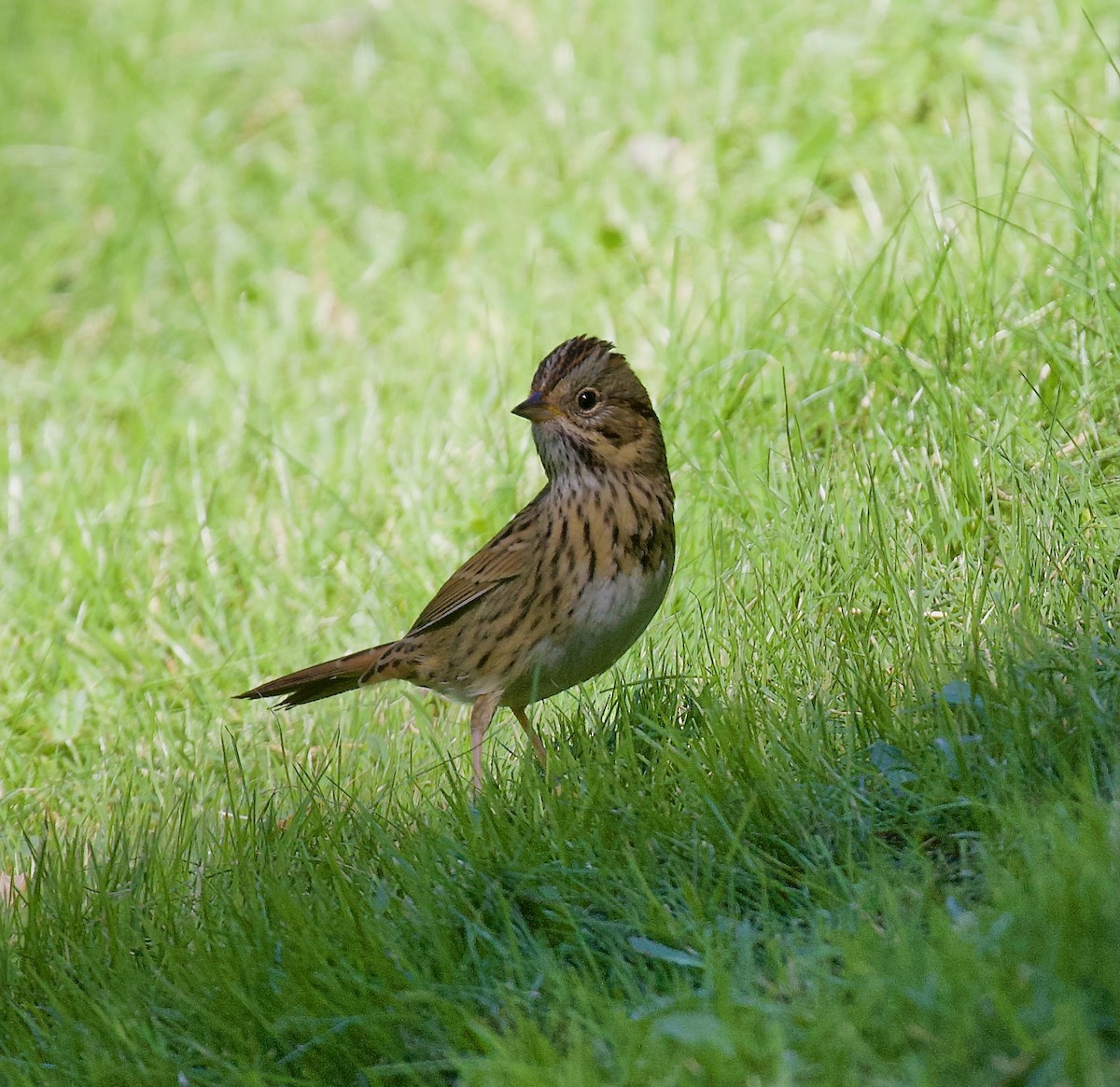 strnadec pruhohlavý - ML644663851