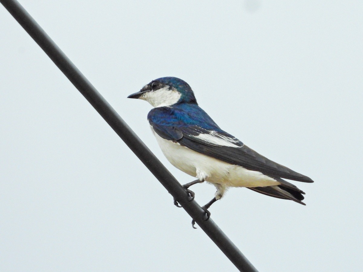White-winged Swallow - ML644663852