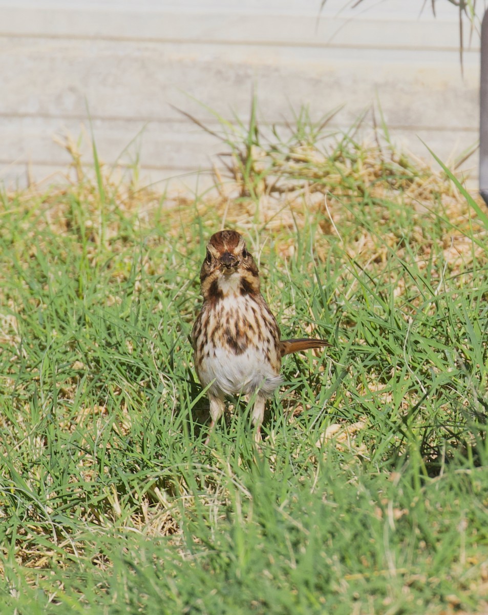 strnadec zpěvný - ML644663865